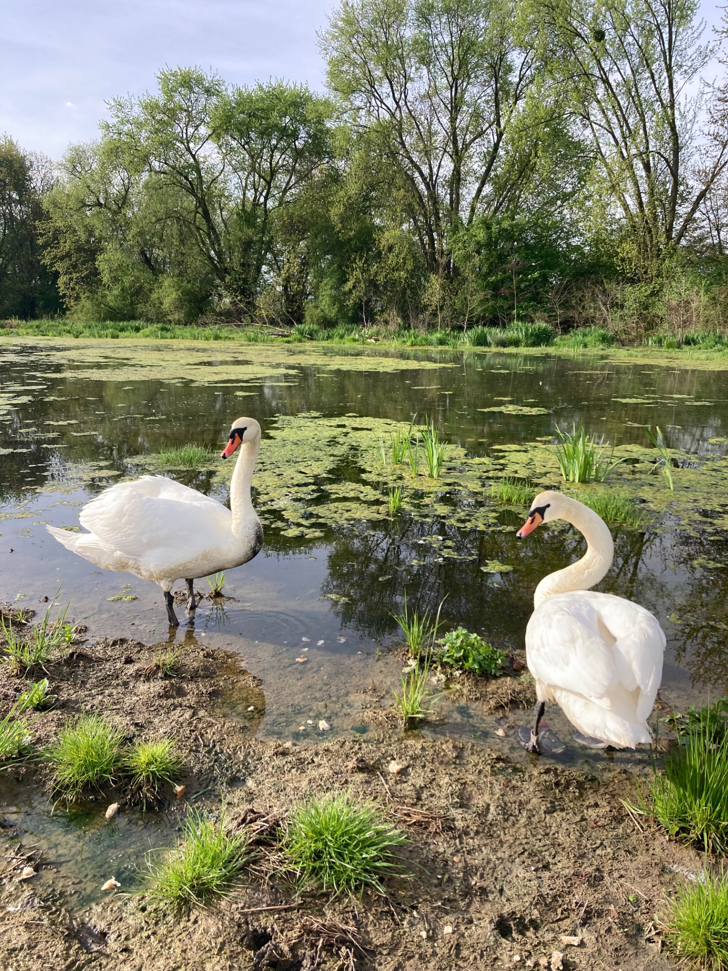 Monitoring labutí velkých